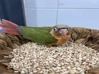 فرخ كنيور اناناس دبل رد فاكتور -153