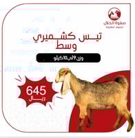 تيس كشميري وسط (9 -10 ك)