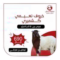 خروف نعيمي كشميري هرفي (10 -11 ك)