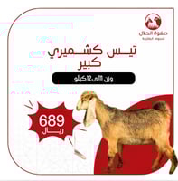 تيس كشميري كبير (11 -12 ك)