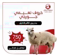 خروف نعيمي جورجي جذع ( 12 -13 ك)