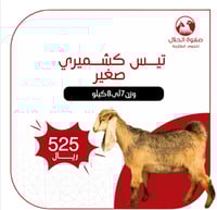 تيس كشميري لباني (7 -8 ك)