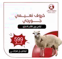 خروف نعيمي جورجي لباني ( 8 -9 ك)