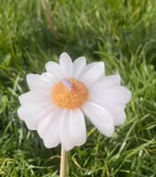 شمعة الاقحوان معطره مع التغليف توزيعات شموع