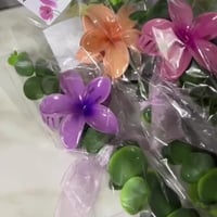 توزيعات اغصان بكلات