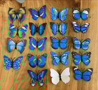 اكواب الفراشات