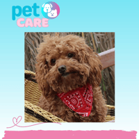 بندانا رقبة قابل للتعديل يناسب العديد من الأحجام ا...