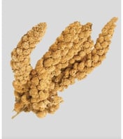 عناقيد الدخن ايطالي 1KG