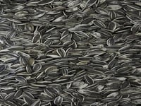 حب شمسي مقاس وسط ارجنتيني 1KG