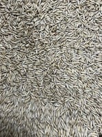 حبوب شوفان للطيور تعبئة يدوية - 1ك