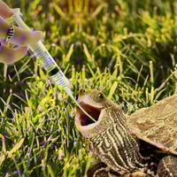 ابرة غر تغذية الطور و صغار الحيوانات الأليفة 10مل