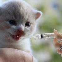 ابرة تغذية لصغار الحيوانات الأليفة 5مل