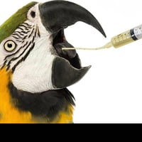 ابرة تغذية لصغار الطيور 20مل