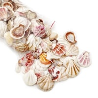 صدف ديكور مشكل لزينة حوض السمك