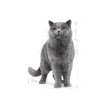 رويال كانين طعام جاف بريتش ادولت للشعر القصير 2 كي...