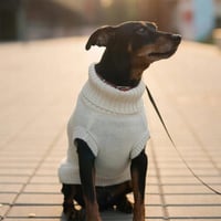 زولكس جازي كنزة ملابس شتوية للقطط والكلاب الصغيرة...