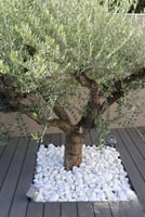 حجر زينة ابيض ثلجي 10 كيلو