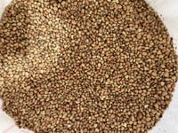 لوبيا حمراء كيلو