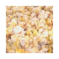 كرتون الصيصان المجمدة وزن 10 كيلو