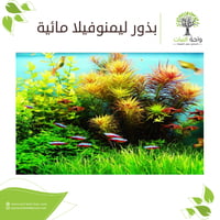 بذور ليمنوفيلا مائية