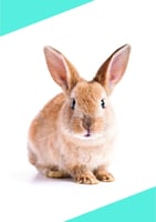 موسوعة بذور | الجزء الأول