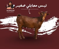 تيس محايلي صغير