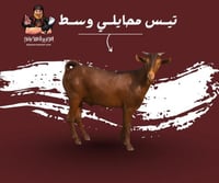 تيس محايلي وسط