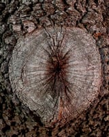 عطر ستيركوس من اورتو باريسي او دو بارفيوم 50 مل