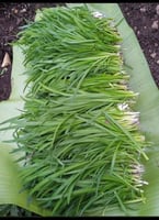 بذور كراث مصري ابو فيل ( 100 جرام )