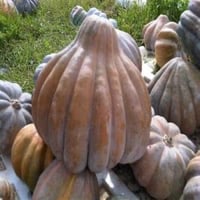 بذور قرع قلعي تونسي ( 30 بذره تقريبًا )