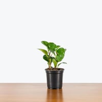 نبات ببروميا