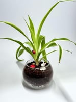 الفازا الزجاجية الدائرية – تنسيق نباتي