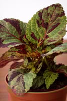 السجاد الشرقي (Coleus)