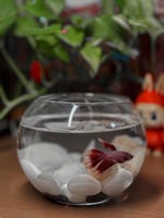 رفيقة الهدوء