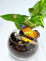 الفازا الزجاجية الدائرية – تنسيق نباتي