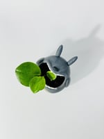 فازة توتورو