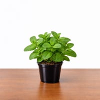 نعناع مغربي