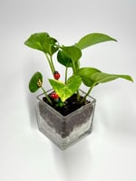 الفازا الزجاجية المربعة – تنسيق نباتي