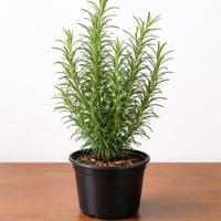 إكليل الجبل (روزماري)