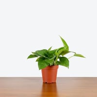 نبات البوتس صغيرة