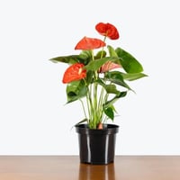 نبات الأنثوريوم (Anthurium)