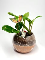 الفازا الزجاجية الدائرية – تنسيق نباتي