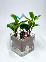 الفازا الزجاجية المربعة – تنسيق نباتي