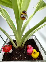 الفازا الزجاجية المربعة – تنسيق نباتي