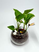 الفازا الزجاجية الدائرية – تنسيق نباتي