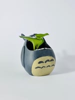 فازة توتورو