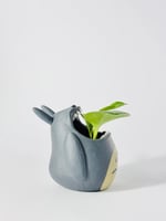 فازة توتورو