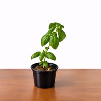 ريحان ايطالي