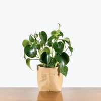 بيبروميا راين دروب