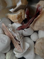 رفيقة الهدوء